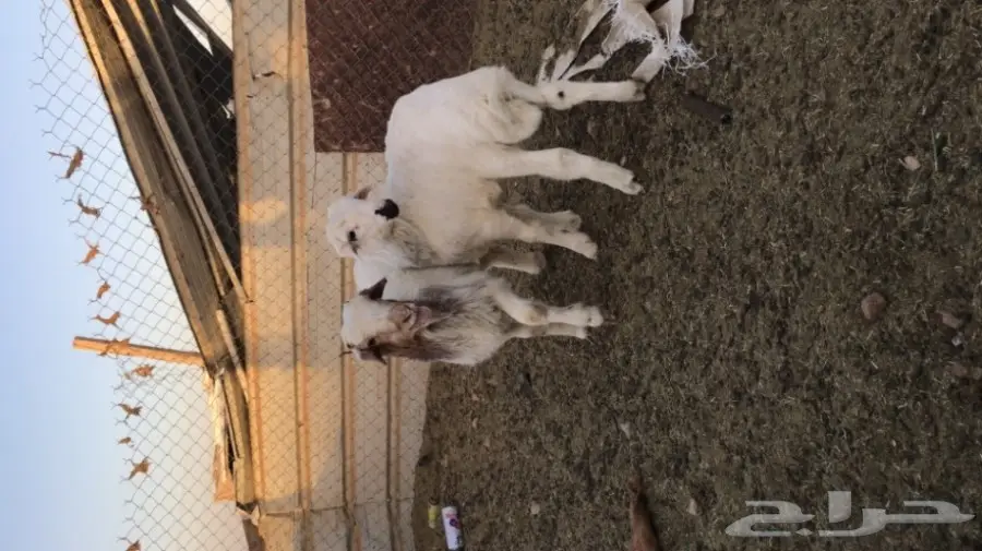 طليان لباني البيع  (image 1)