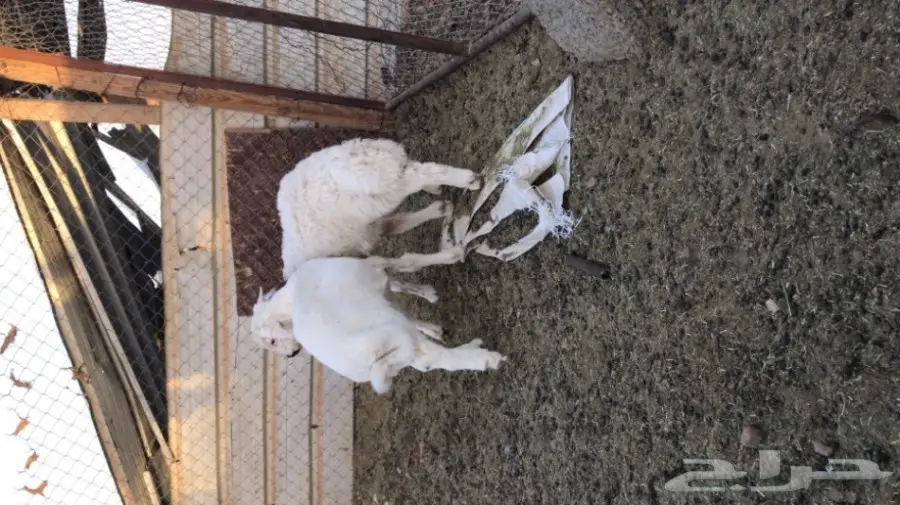 طليان لباني البيع  (image 2)