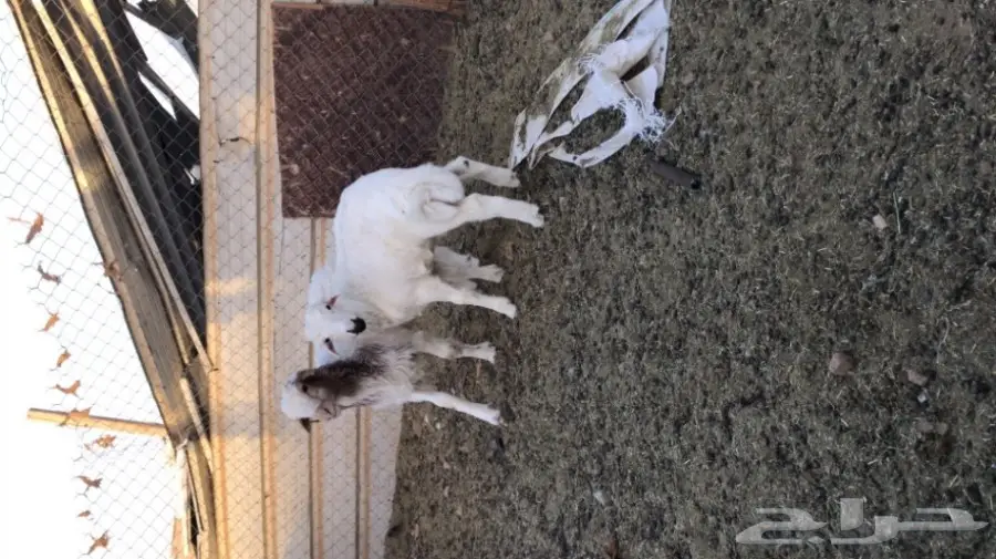 طليان لباني البيع  (image 3)