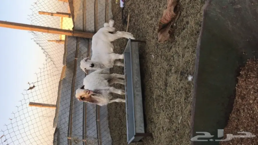 طليان لباني البيع  (image 4)