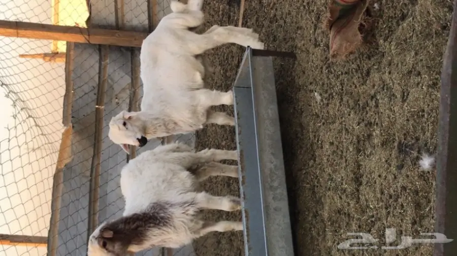 طليان لباني البيع  (image 5)