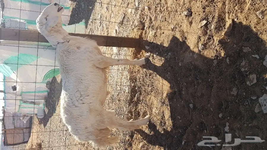 للبيع فحل حري سنه ثني  _ بالمزاحمية  مع الحد 