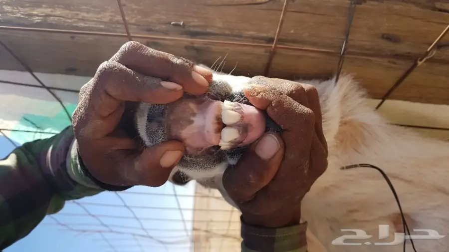 للبيع فحل حري سنه ثني  _ بالمزاحمية  مع الحد  (image 1)