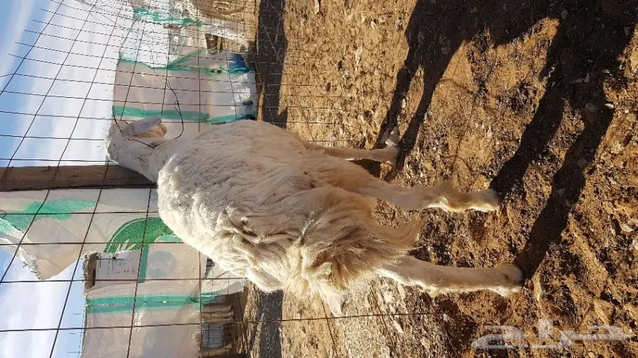 للبيع فحل حري سنه ثني  _ بالمزاحمية  مع الحد  (image 2)