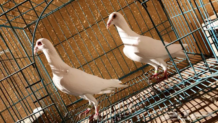 جوز كارير (image 1)