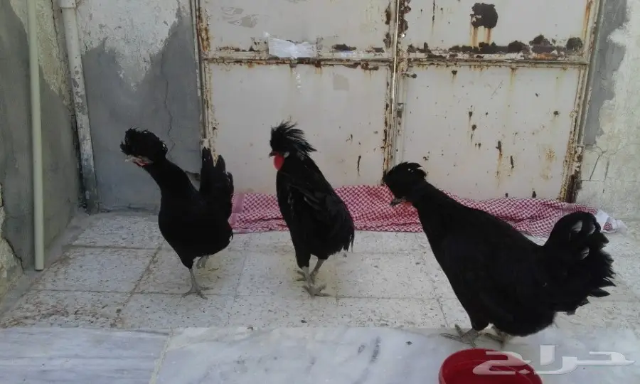 للبيع دجاج بولش طقم