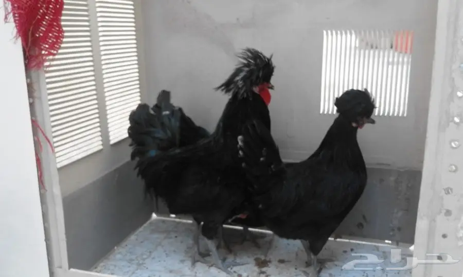 للبيع دجاج بولش طقم (image 1)