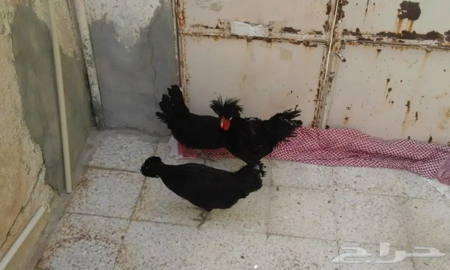 للبيع دجاج بولش طقم (image 2)