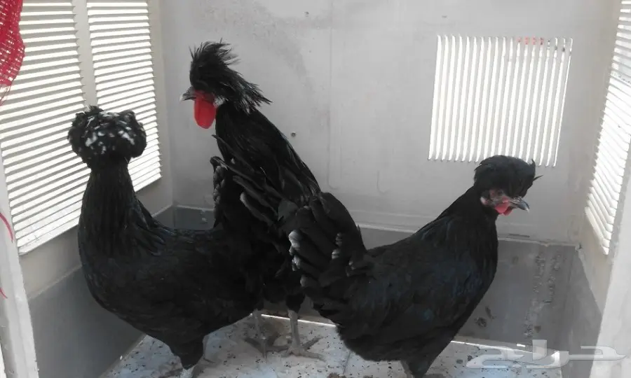 للبيع دجاج بولش طقم (image 3)