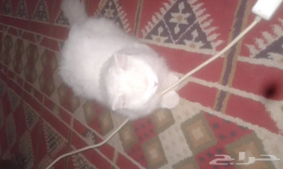 قط شيرازي  (image 1)