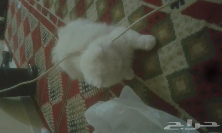 قط شيرازي  (image 2)