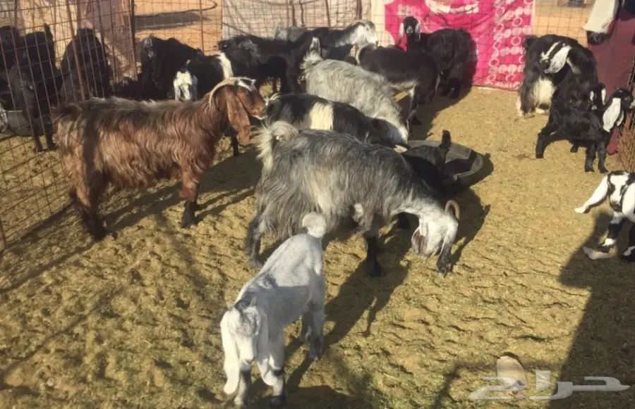 معزا مولدة (image 6)