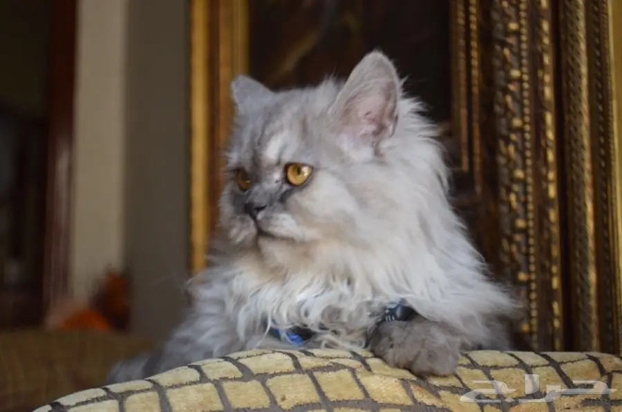 فط شيرازي  (image 1)