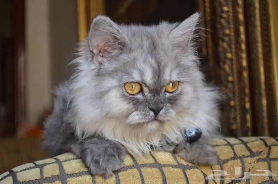 فط شيرازي  (image 2)