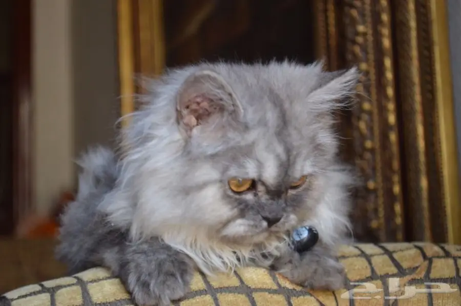 فط شيرازي  (image 3)