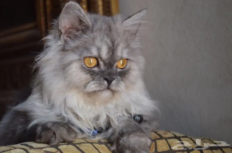 فط شيرازي  (image 4)