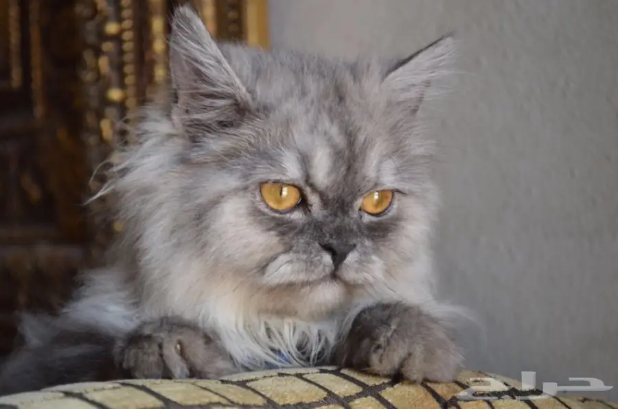 فط شيرازي  (image 5)