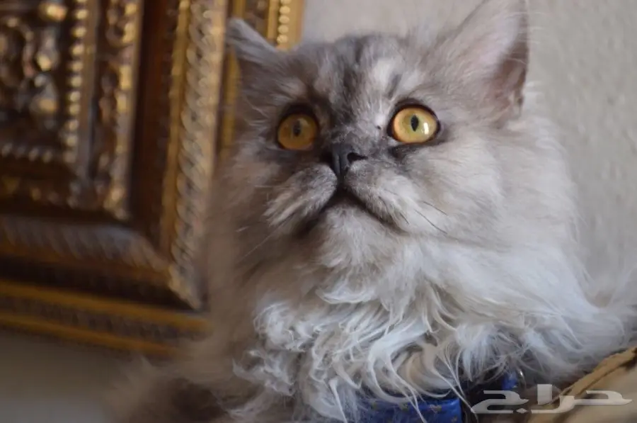 فط شيرازي  (image 7)