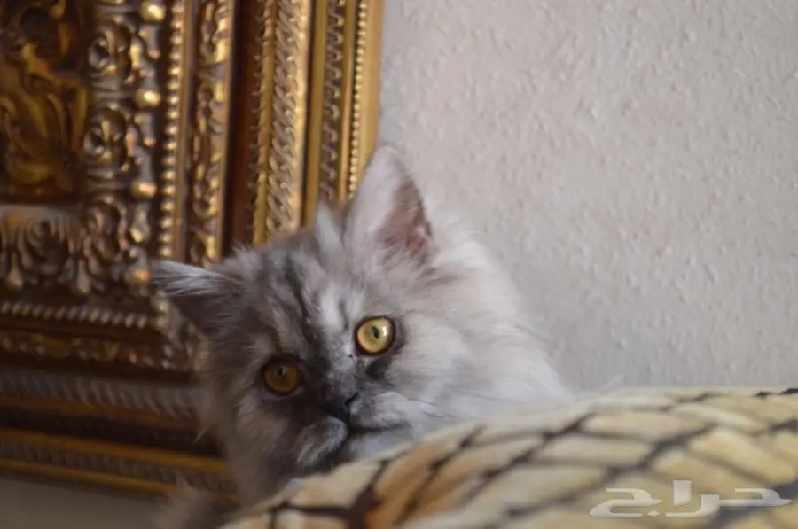 فط شيرازي  (image 8)