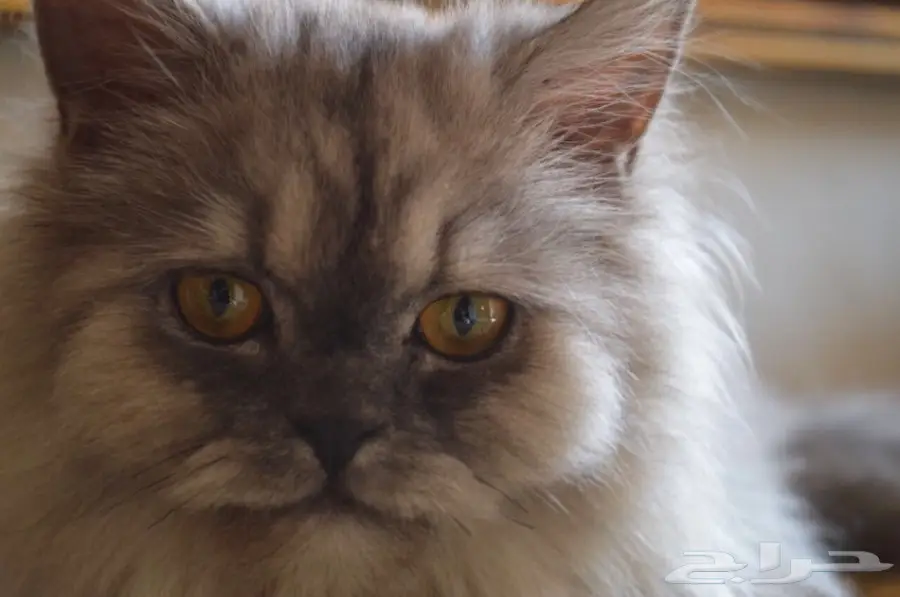 فط شيرازي  (image 9)