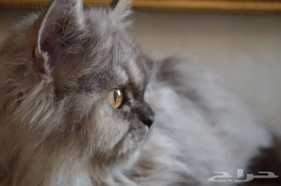 فط شيرازي  (image 10)