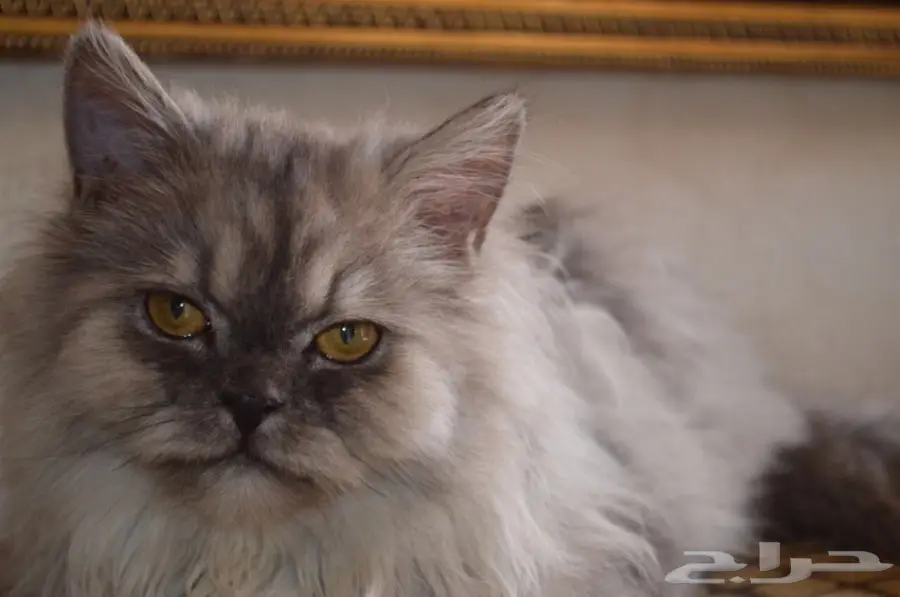 فط شيرازي  (image 11)