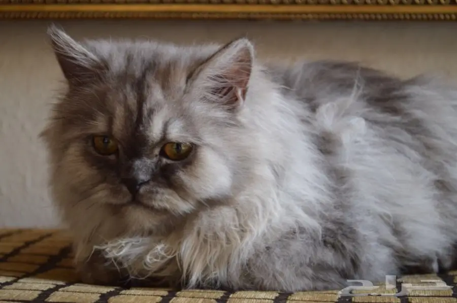 فط شيرازي  (image 12)