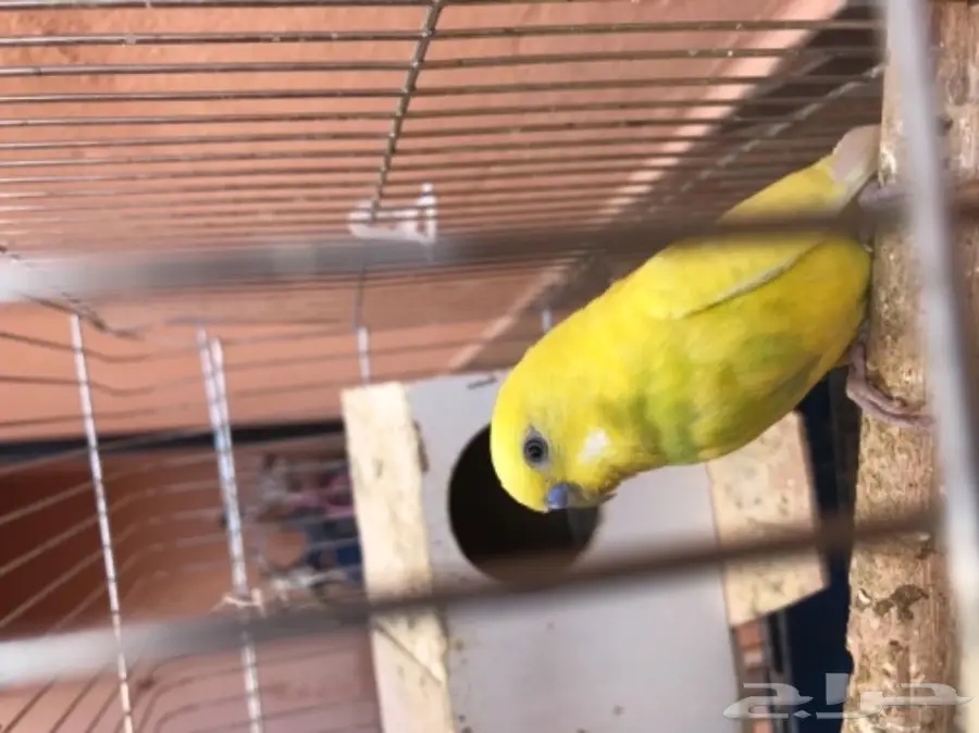 بادجي وروز وكروان للبيع 