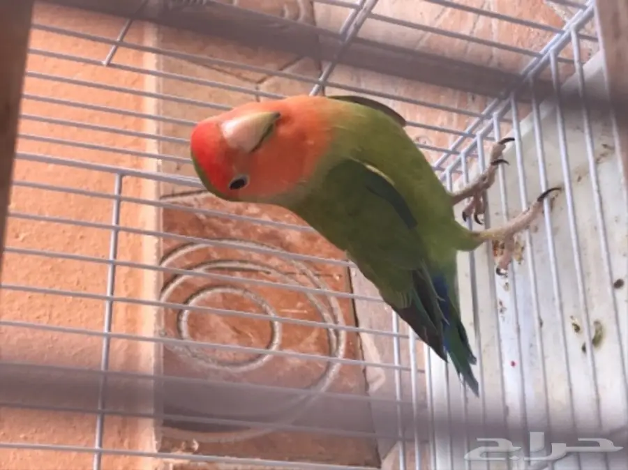 بادجي وروز وكروان للبيع  (image 1)