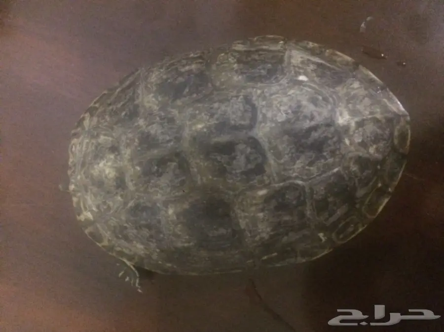 سلحفاة للبيع