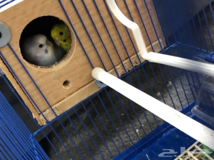 اجواز بادجي منتجه و على وجه انتاج 