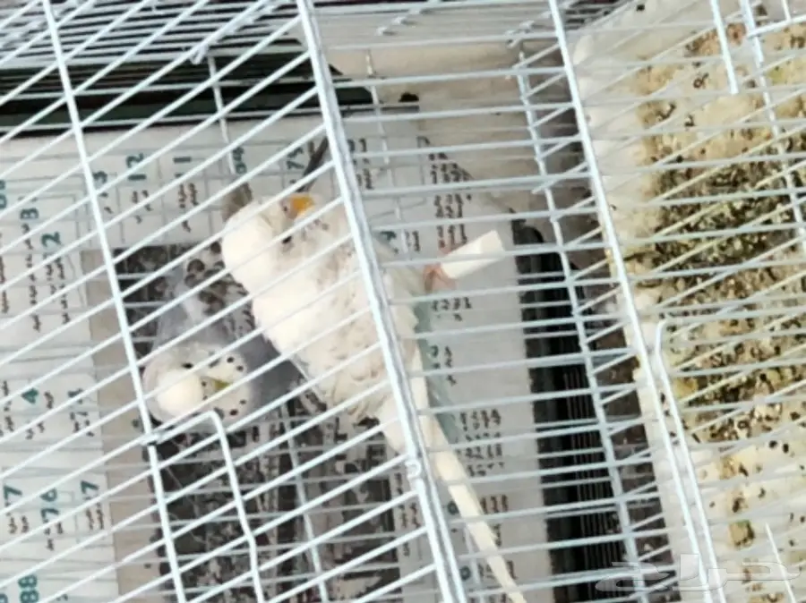 اجواز بادجي منتجه و على وجه انتاج  (image 1)