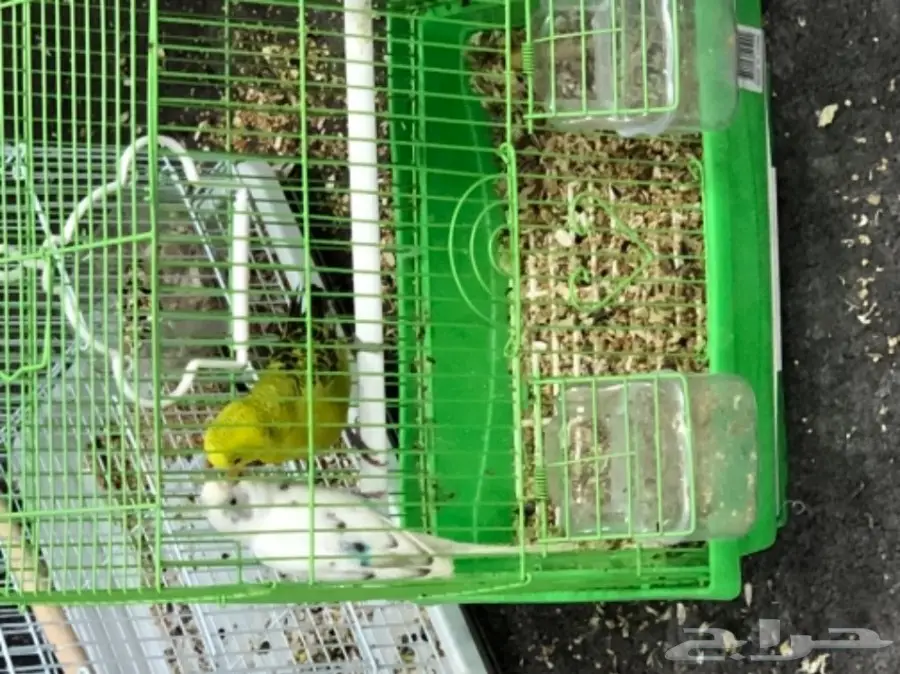 اجواز بادجي منتجه و على وجه انتاج  (image 2)