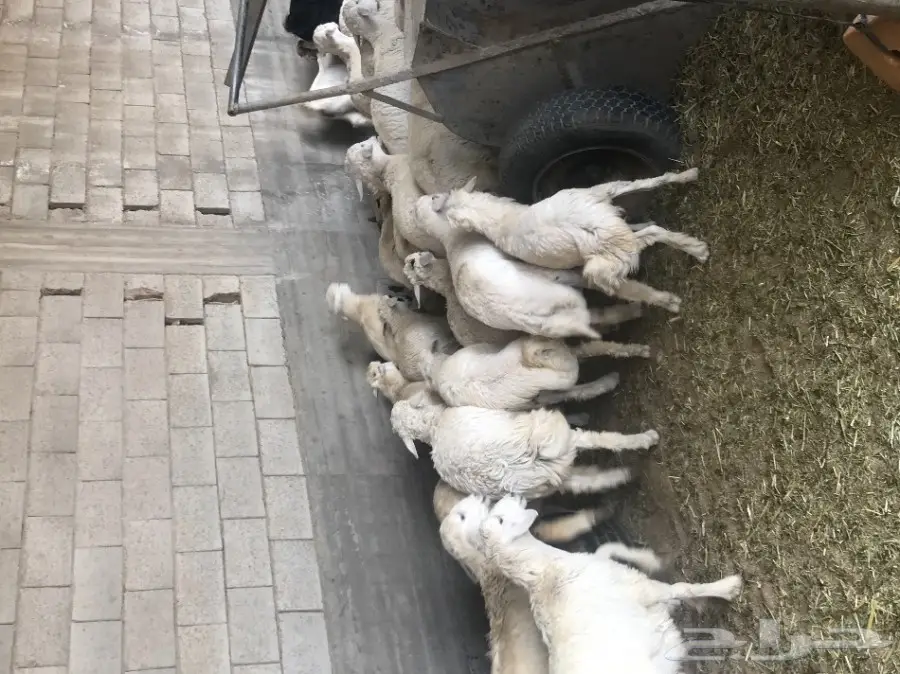 بهم للبيع عاجل جدا جدا عدد 29 (image 1)