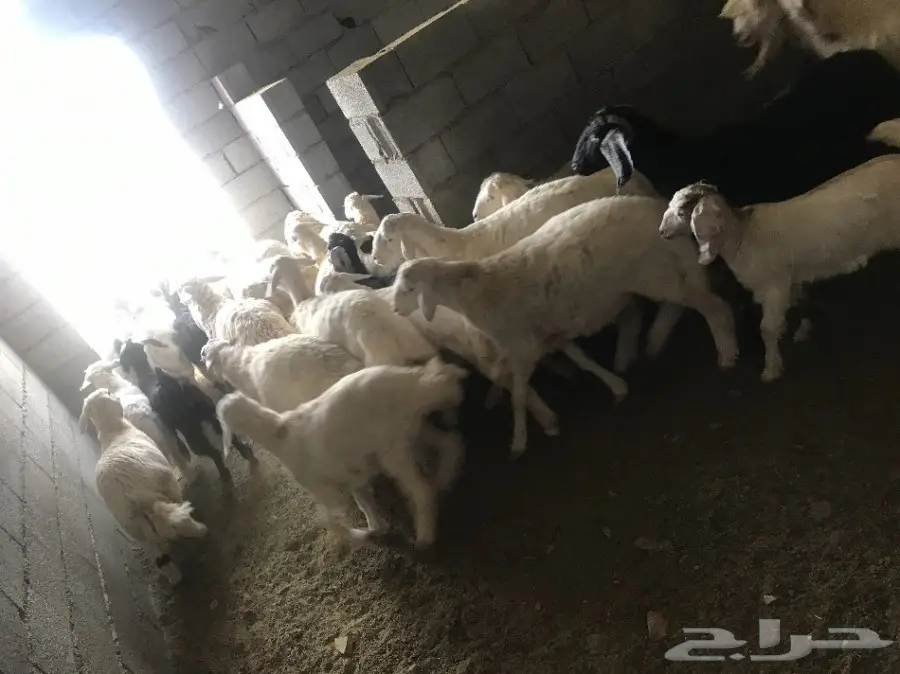 بهم للبيع عاجل جدا جدا عدد 29 (image 6)