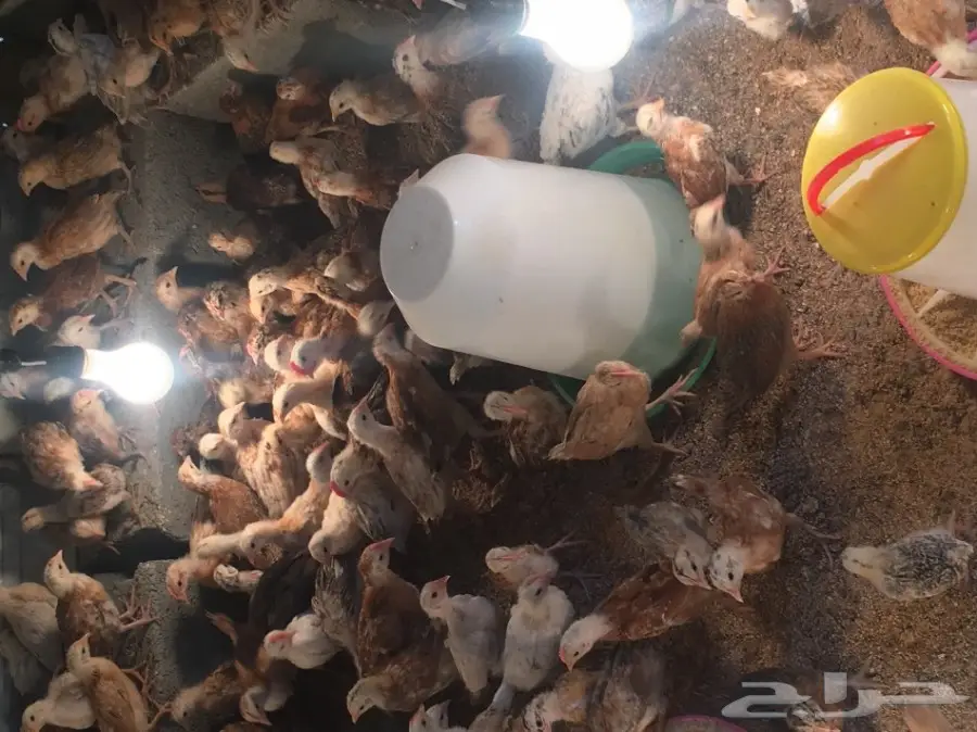 فروخ دجاج بلدي  (image 1)