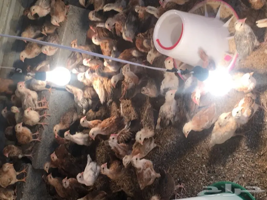 فروخ دجاج بلدي  (image 2)