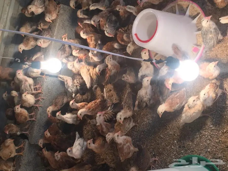 فروخ دجاج بلدي  (image 3)