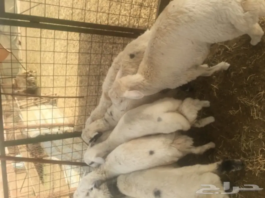 طليان حريه مع الذبح والتوصيل (image 8)