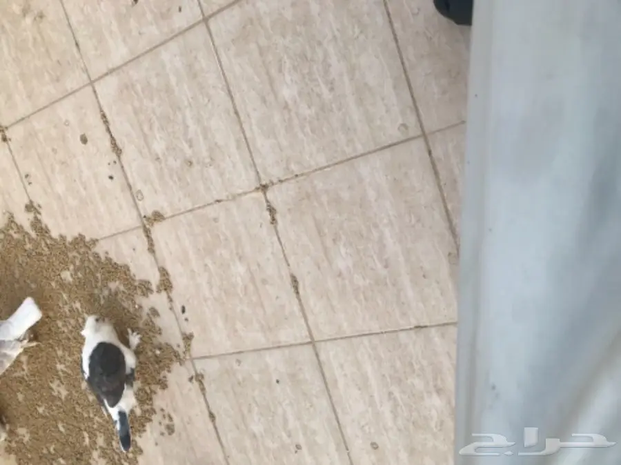 حب رمان مكتف.