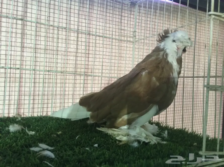 ذكر نجفي بول هد 