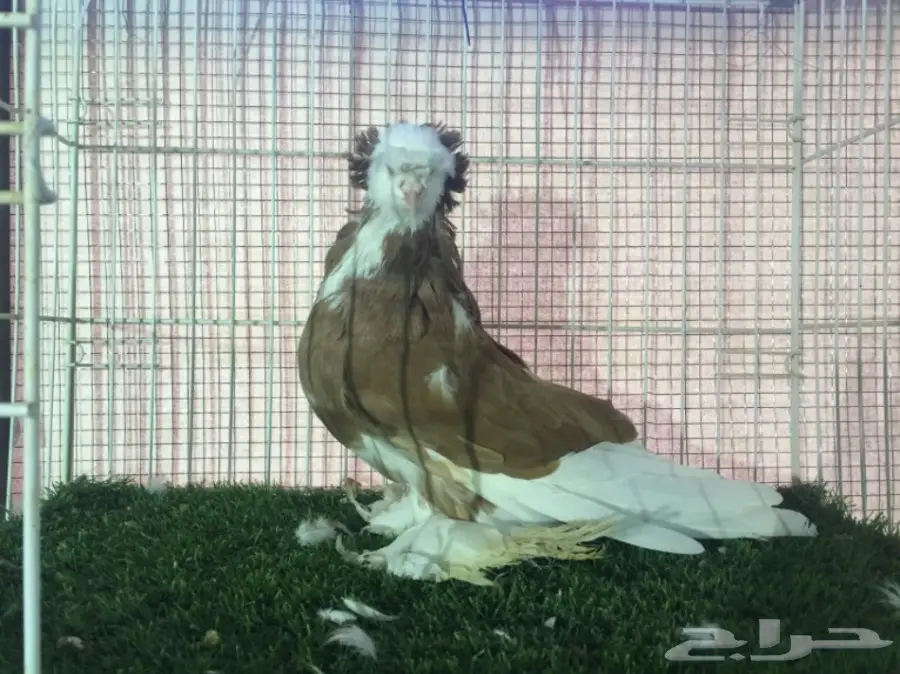 ذكر نجفي بول هد  (image 1)