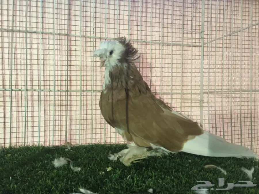 ذكر نجفي بول هد  (image 2)