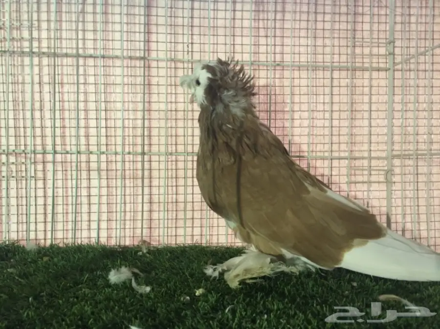 ذكر نجفي بول هد  (image 3)