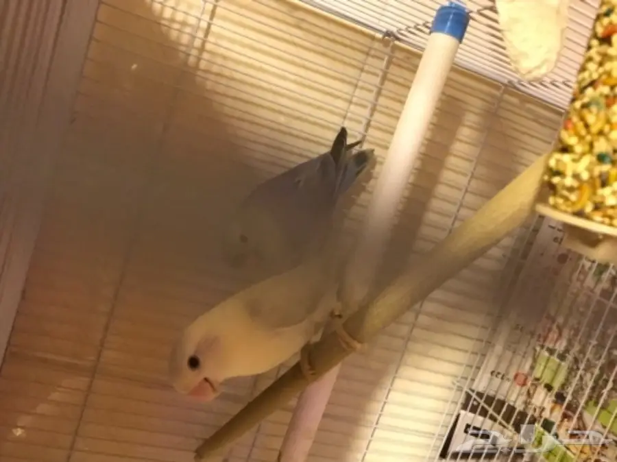 زوج روز  (image 1)