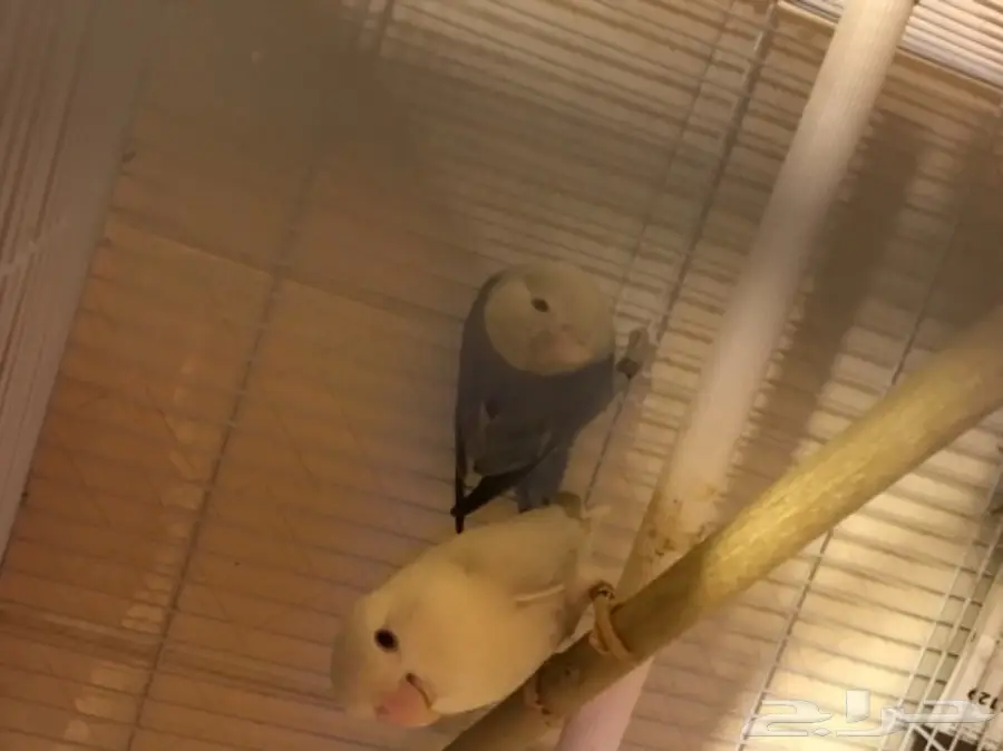 زوج روز  (image 2)