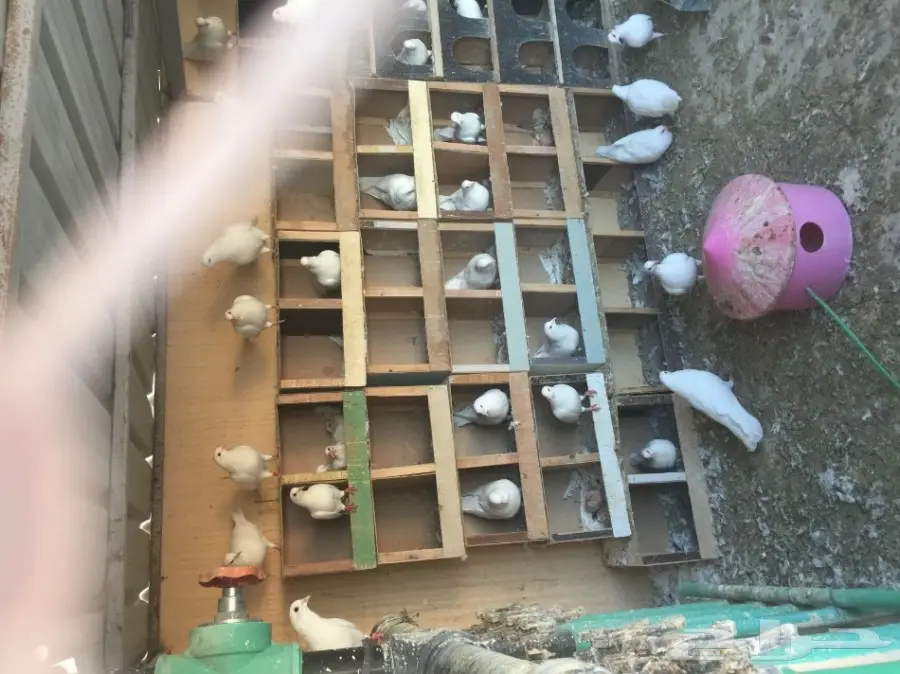 لاحم فرنسي (image 2)