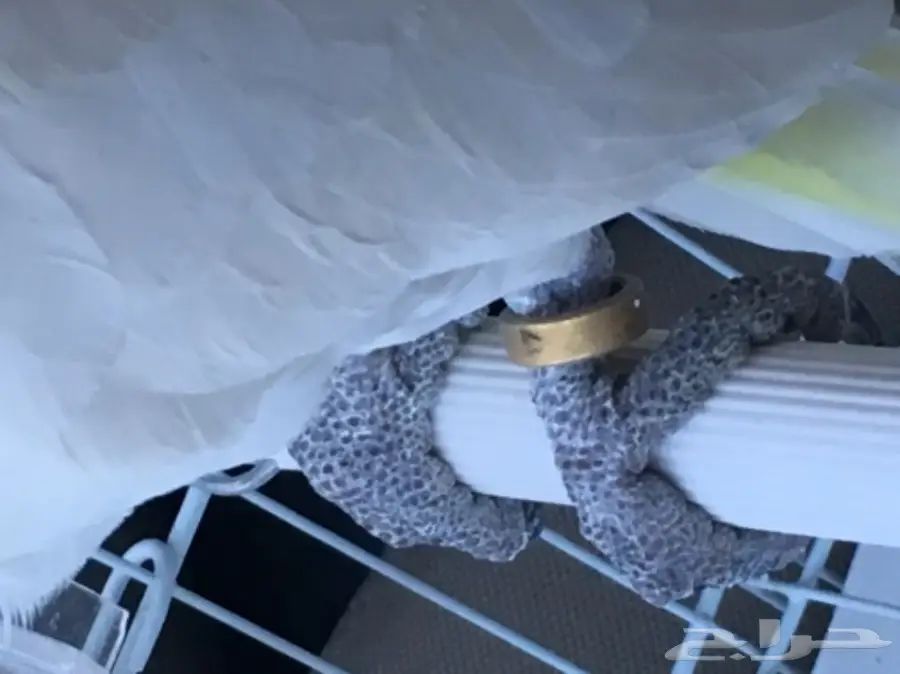 فرخ كوكاتو سلفر كرستد حجل 17 راس الطير