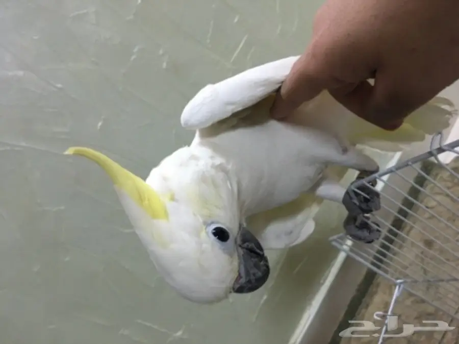 فرخ كوكاتو سلفر كرستد حجل 17 راس الطير (image 1)