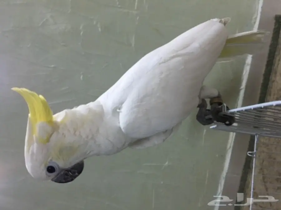 فرخ كوكاتو سلفر كرستد حجل 17 راس الطير (image 2)